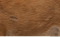 Photo Textures of Animal Skin